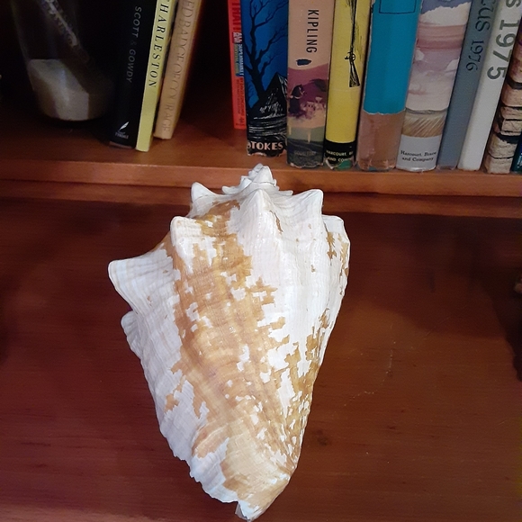 Rare Queen Conch Shell 9in - Picture 5 of 10